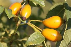 yellow rose hips