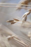 Grain ear close up