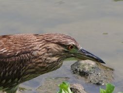 Bird near the water