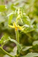 tomato garden green food vegetable