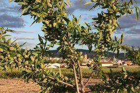 cloudy sky over almond trees