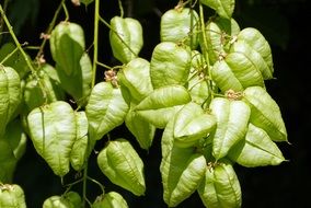 green physalis seed pods at dark background