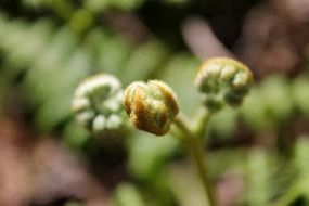 closeup organic plant