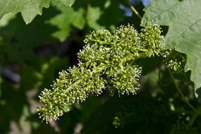 green grapes flowers