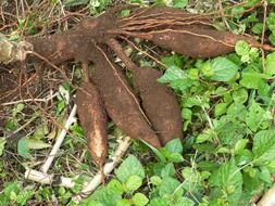 tropical cassava root