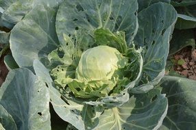 fresh cabbage green
