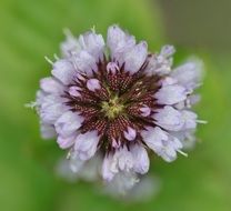 basil flower