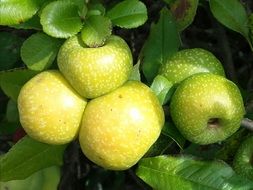 yellow and green apples on a branch