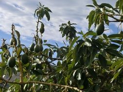 avocado tree on a sunny day