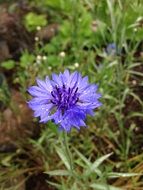 blue wildflower in nature