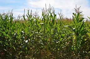 blooming corn growing in field