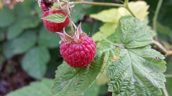 ripe raspberries on a bush