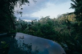 green jungle forest