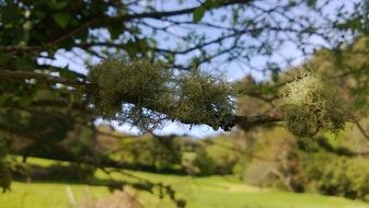 landscape of lichen on a tree