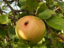 lovely apple fruit tree