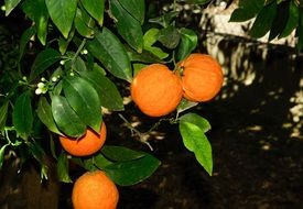 oranges growing on the tree