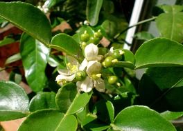 citrus bloom