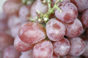 Close-up of the pink grapes on the branch