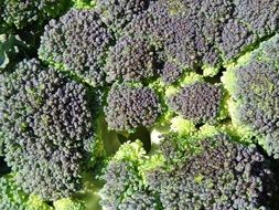 a lot of fresh broccoli in a pile