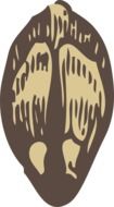 pine seed drawing