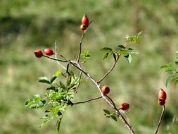 berries of an autumn rosehip on a bare branch