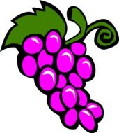 grape purple grapes drawing