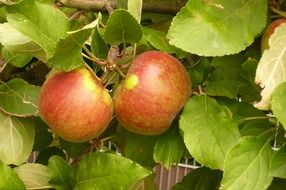 elstar apple fruit