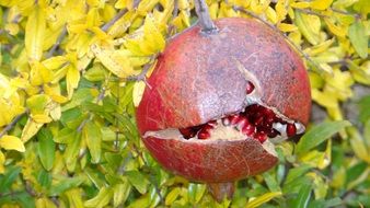 ripe pomegranate