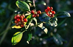 appetizing berries fruit
