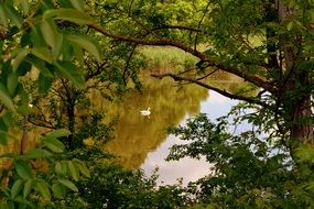 Swam on water landscape lake