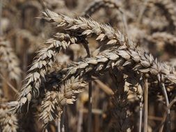 wheat-cereal grain