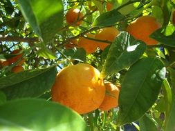 tasty and fresh orange fruit