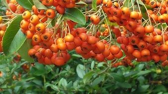 Lots of orange rowanberries in nature