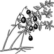 cranberry plant drawing