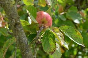 pink apple among green leaves