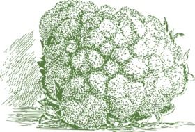 cauliflower vegetable as a drawing