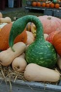 pumpkins of different varieties