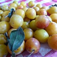 ripe yellow plums