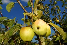 fruits on the apple tree