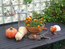 harvest of vegetables in the autumn on the table