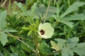 okra, blooming plant close-up on blurred background
