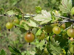 berries on a gooseberry bush