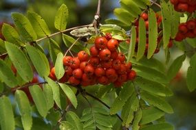 red mountain ash on a branch