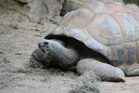huge old turtle eating grass