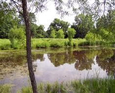 vegetation around the pond in summer