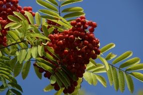 mountain ash berries rowanberries red color