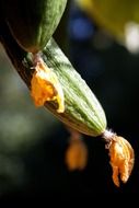 cucumber cucumis sativus garden