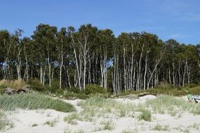 Nature Reserve on the shores of the Baltic Sea