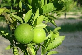 green unripe oranges on branches