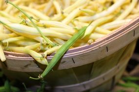 wax beans, green pod among yellow ones